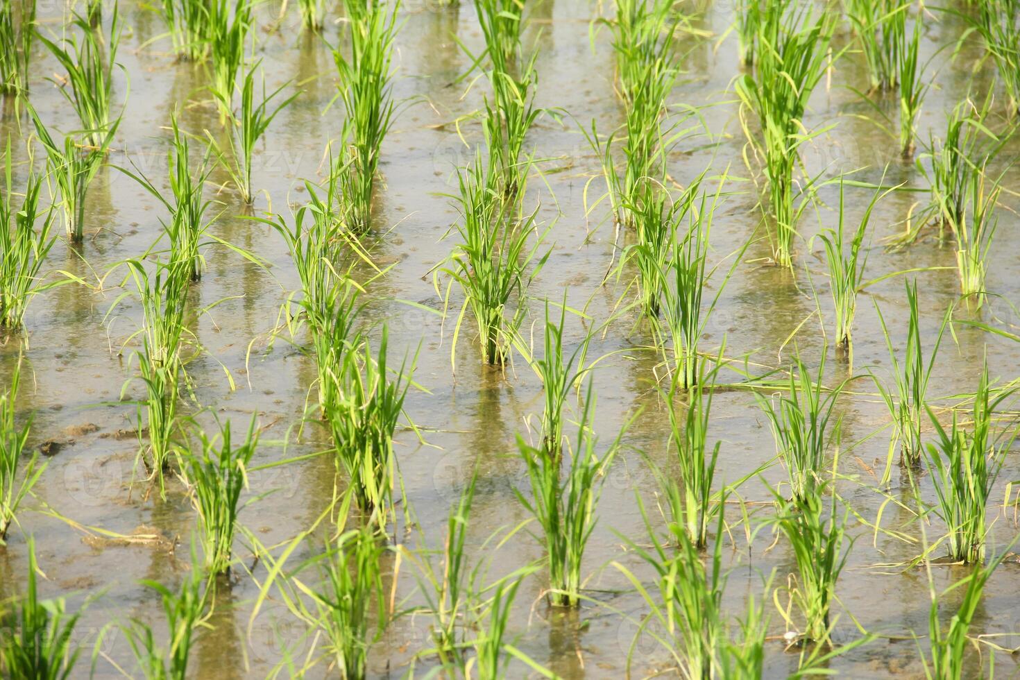 Rice fields planted with young rice that is ready to grow big photo