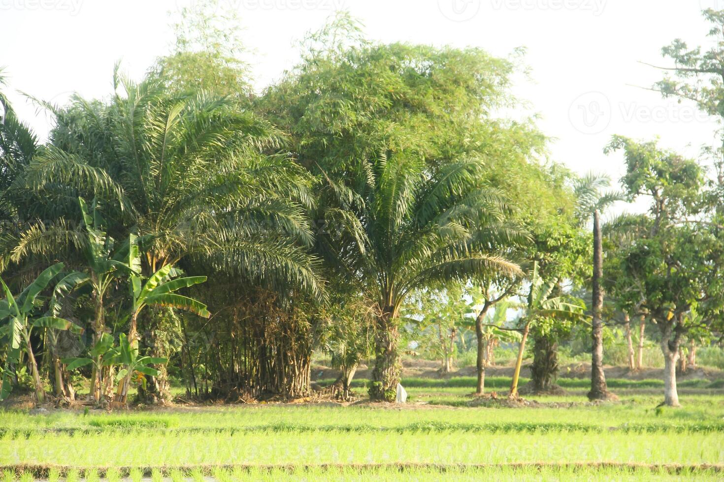 Landscape of rice fields with small rice plants photo