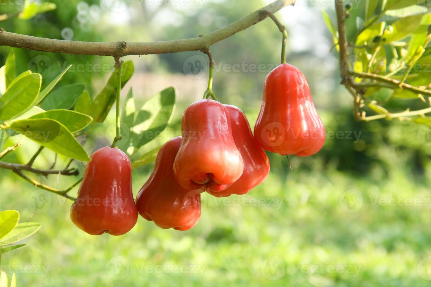 Ripe red water guava attached to its twigs, thongsamsi water guava, fresh red water guava and ready to eat photo