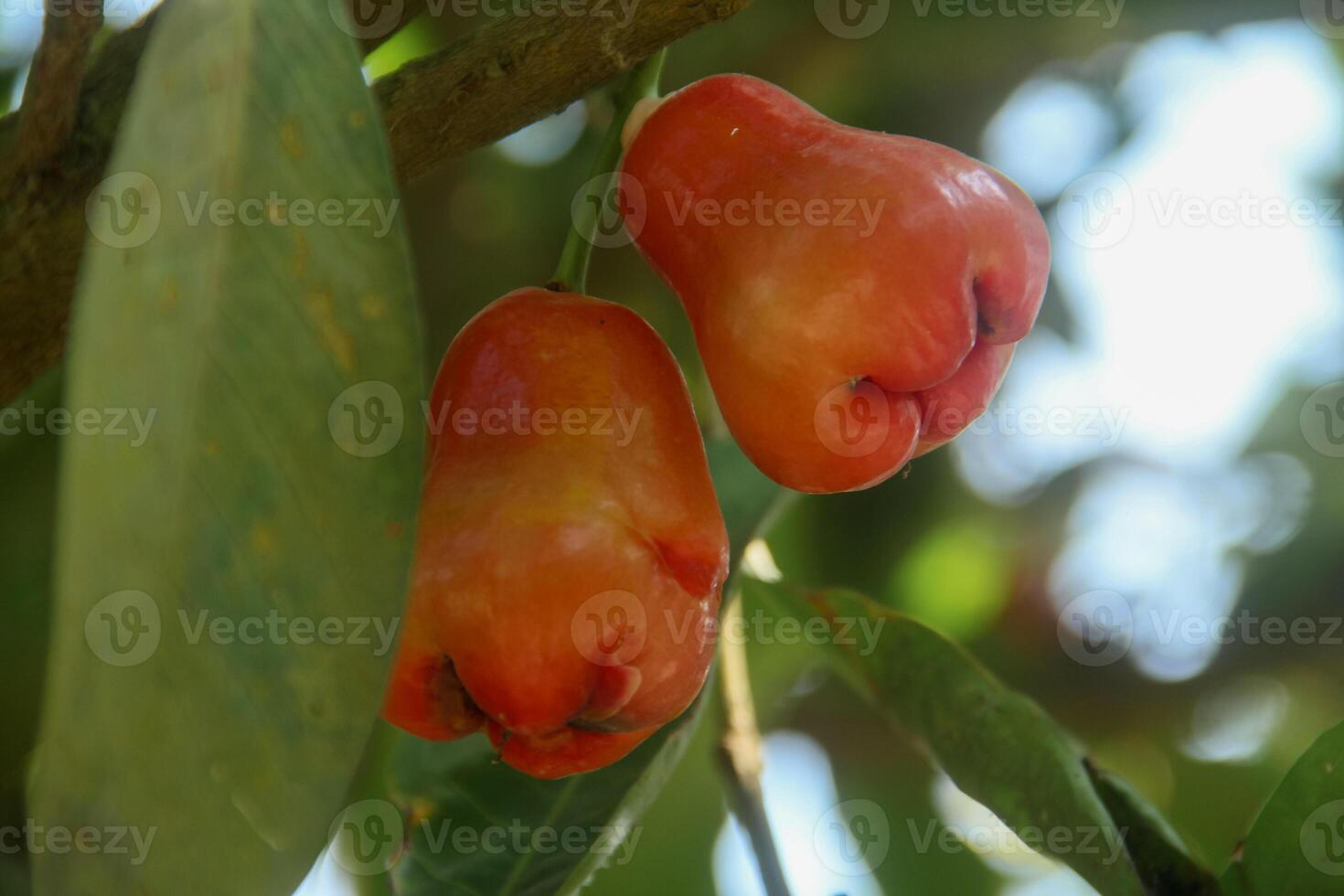 Ripe red water guava attached to its twigs, thongsamsi water guava, fresh red water guava and ready to eat photo