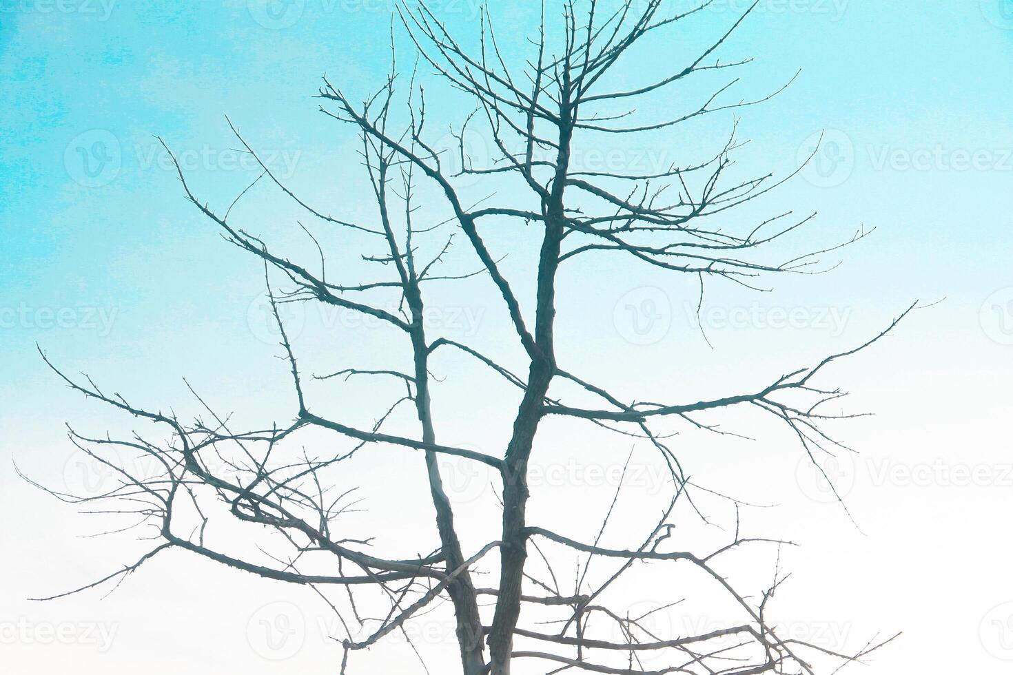Dead tree with branches that have no leaves, against a bright blue sky photo