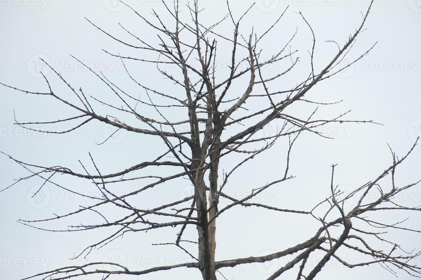 Dead trees with trunks and branches lacking foliage photo