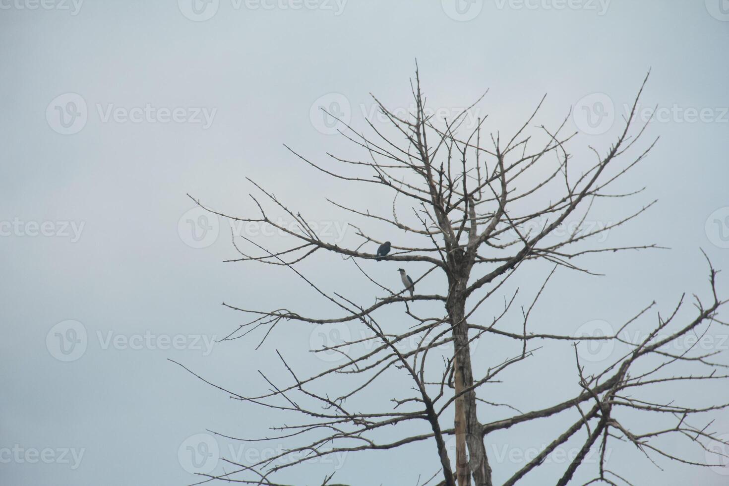 Dead trees with trunks and branches lacking foliage photo