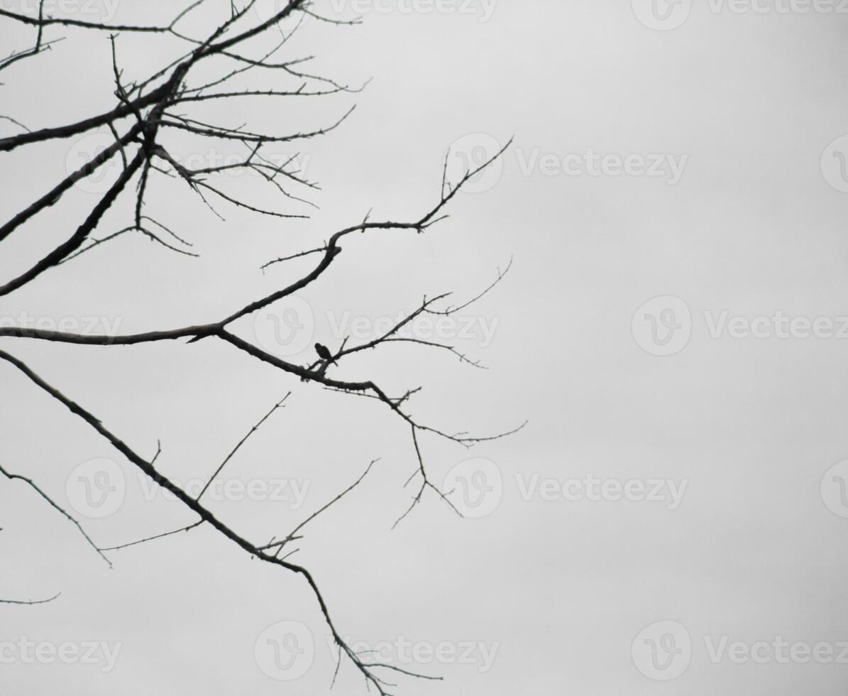 Dead trees with trunks and branches lacking foliage photo