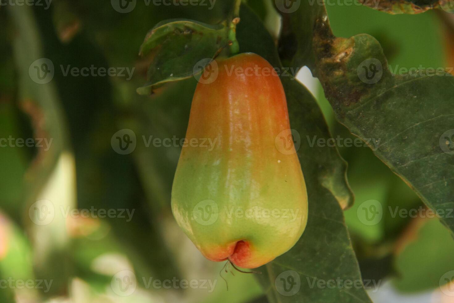 Ripe red water guava attached to its twigs, thongsamsi water guava, fresh red water guava and ready to eat photo