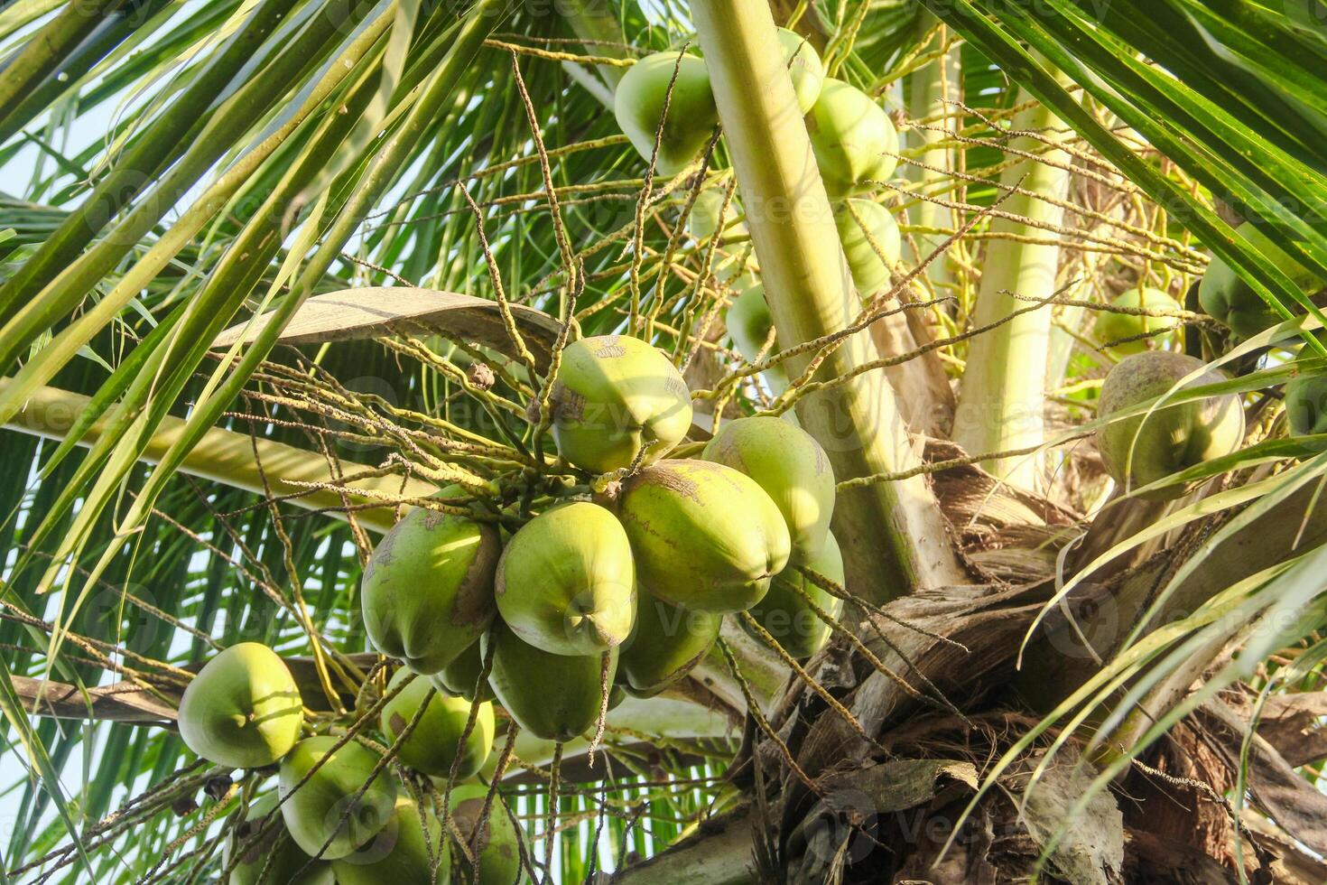 Fresh green coconuts that are still on the coconut tree and ready to be harvested to make fresh drinks photo