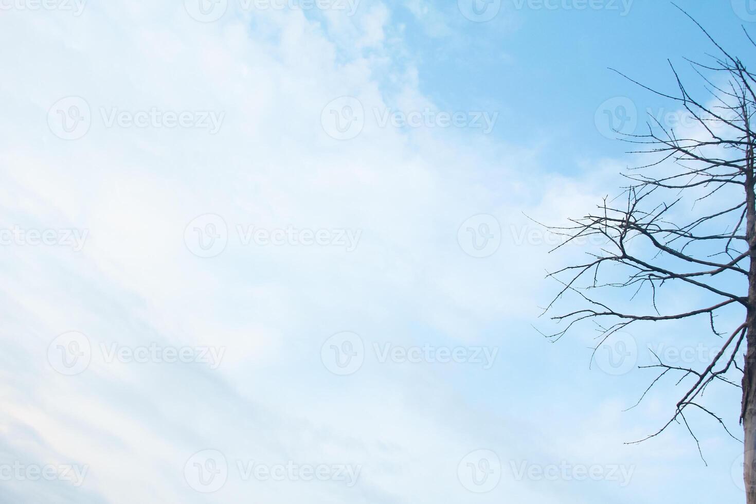 Dead tree with branches that have no leaves, against a bright blue sky photo