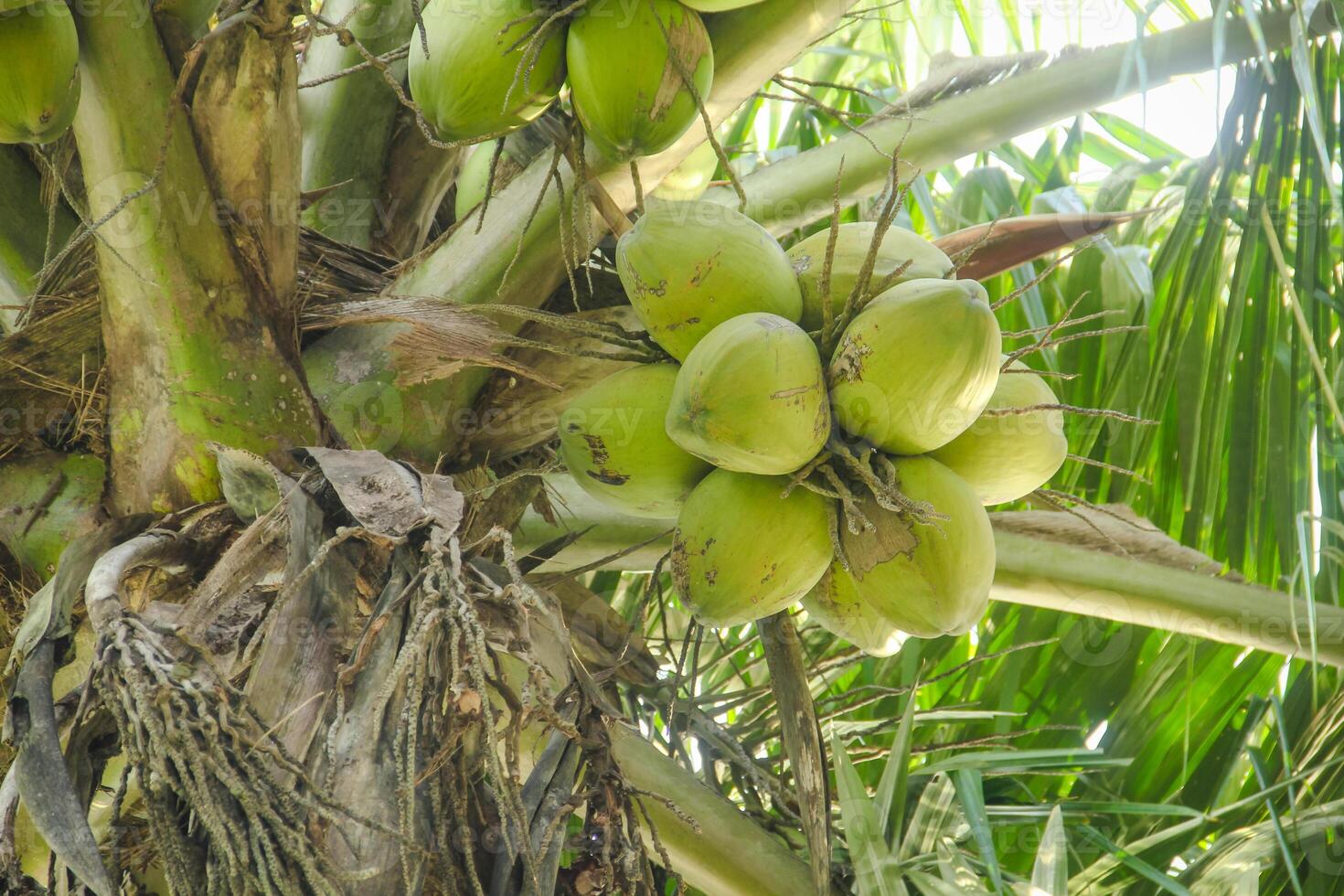Fresh green coconuts that are still on the coconut tree and ready to be harvested to make fresh drinks photo