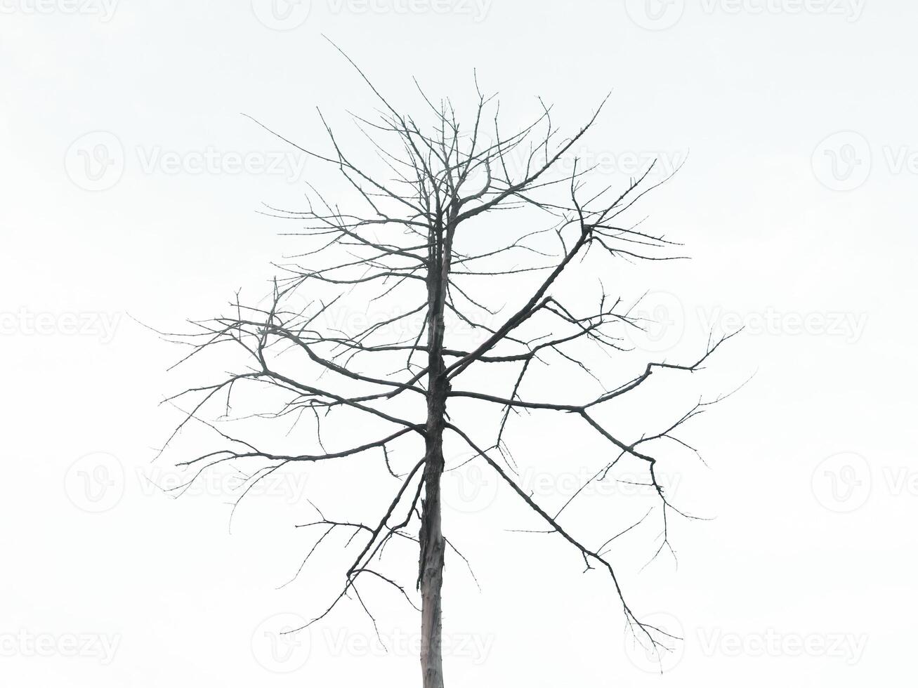 Dead trees with trunks and branches lacking foliage photo