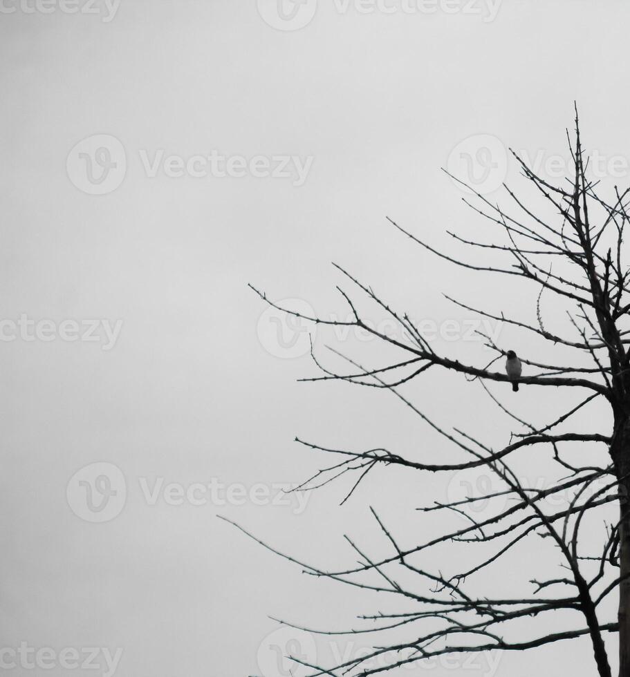 Dead trees with trunks and branches lacking foliage photo