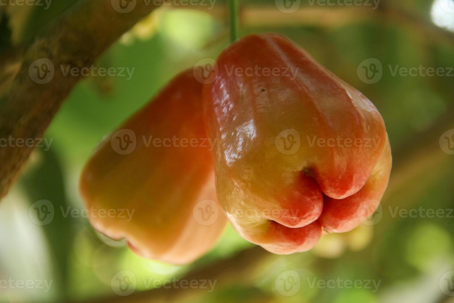 Ripe red water guava attached to its twigs, thongsamsi water guava, fresh red water guava and ready to eat photo