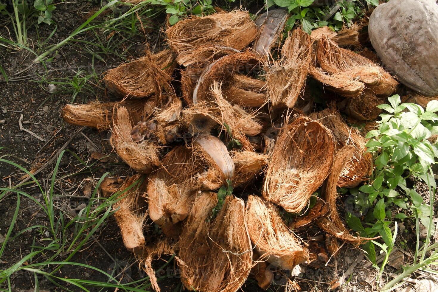 Dried coconut fiber which can be used as raw material for crafts or coco peat for soil fertility photo