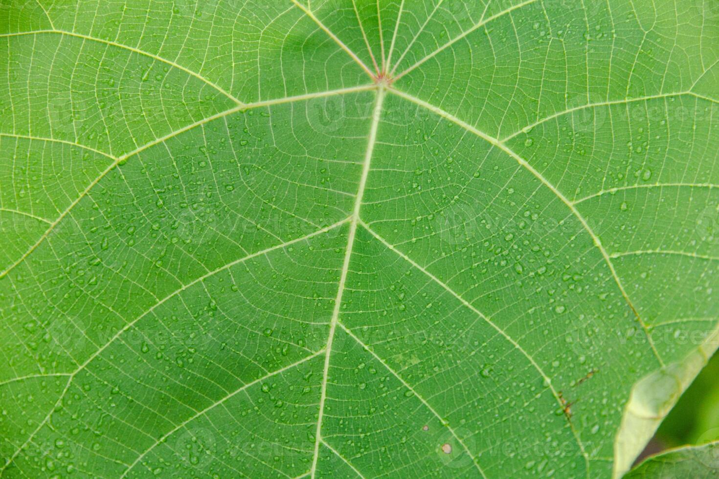 Morning dew drops on fresh green leaves with negative space for writing photo