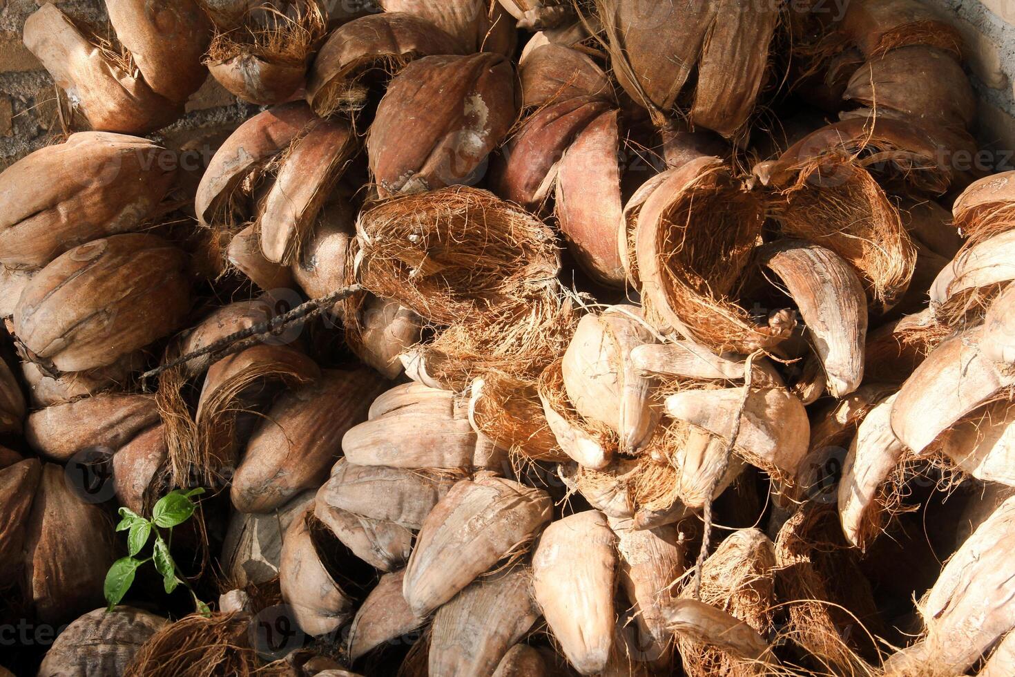 Dried coconut fiber which can be used as raw material for crafts or coco peat for soil fertility photo