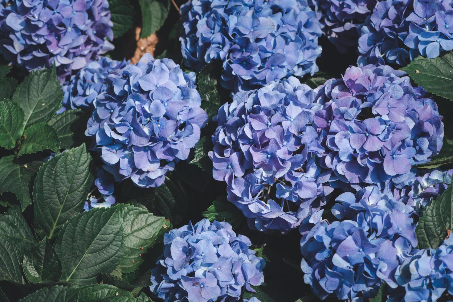 violet Hydrangea flower blooming in garden. flower background photo