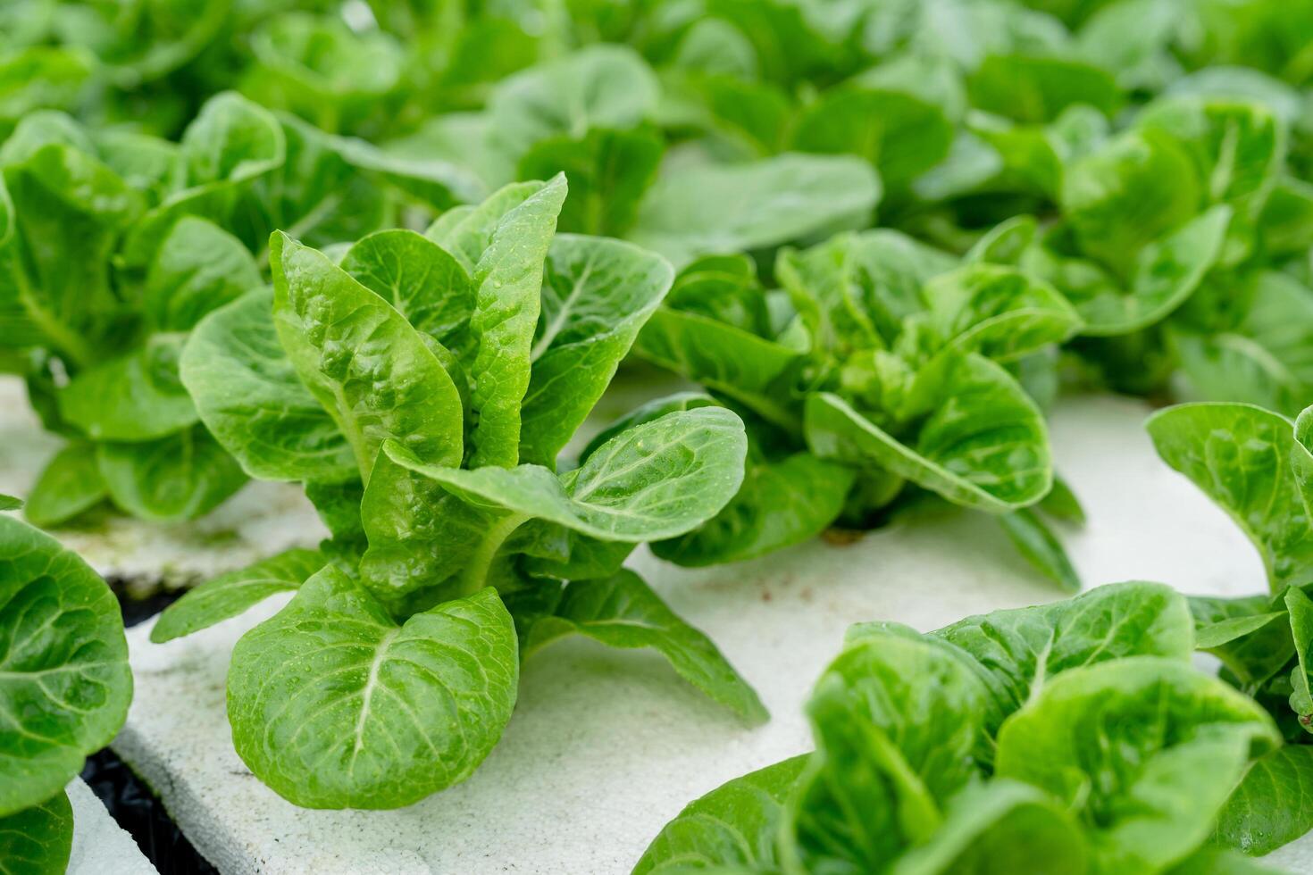 Healthy food. Organic salad grown on soilless water at an organic farm. photo