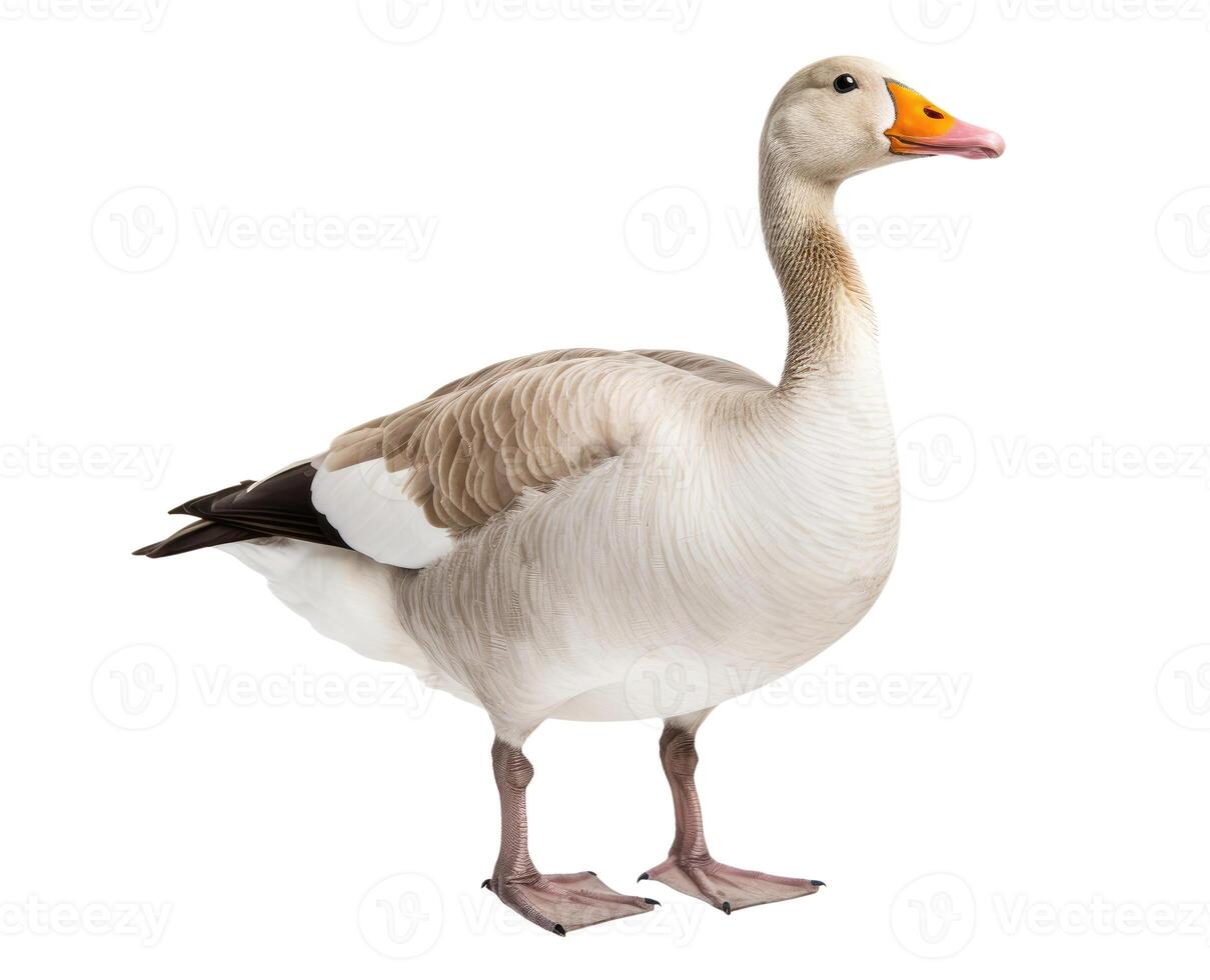 Goose, Isolated on White photo