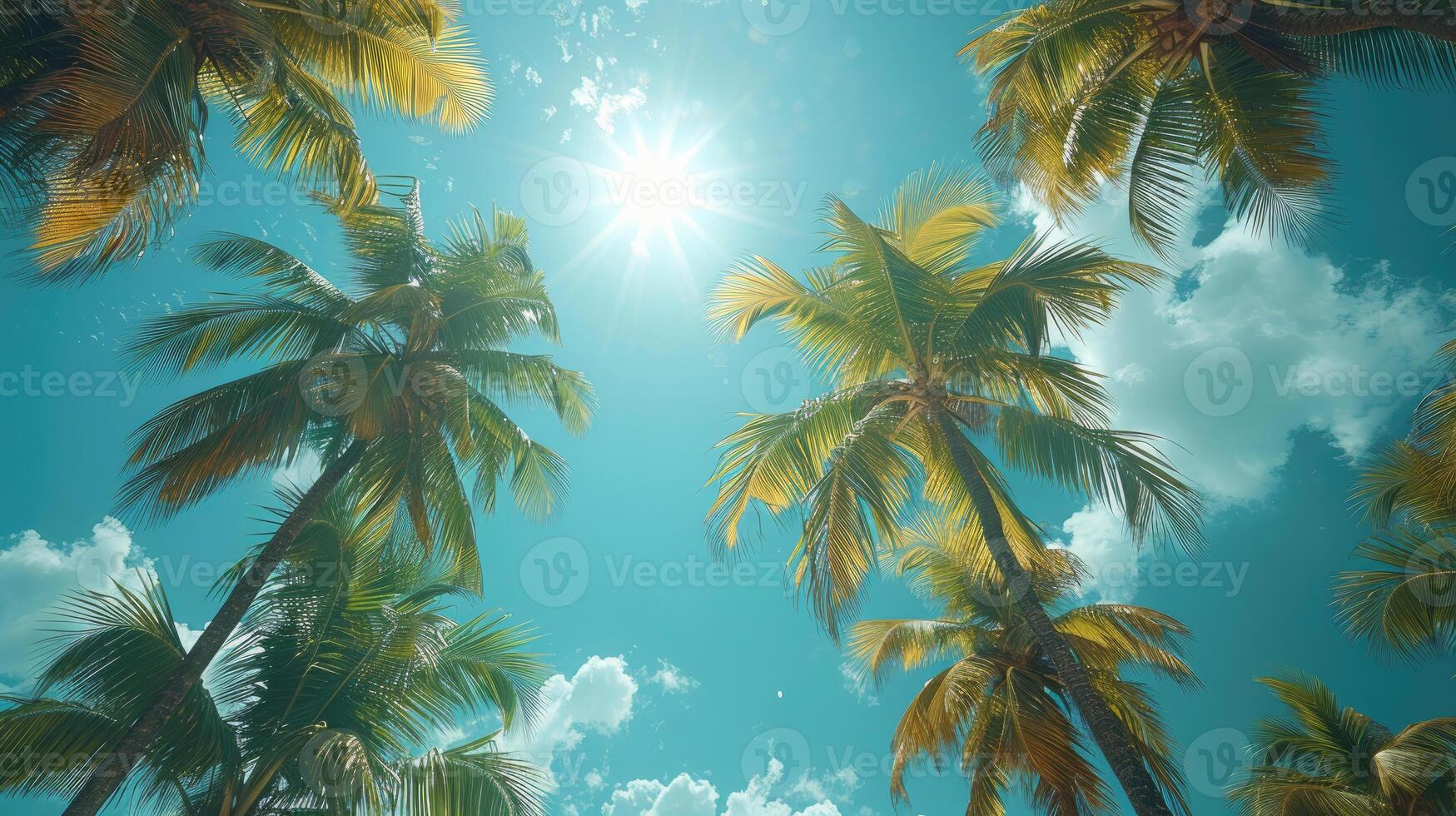 Palm Trees on Sky Background photo