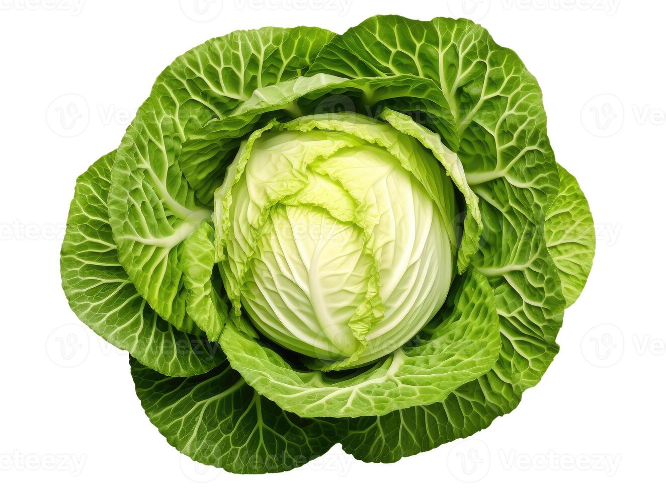 Cabbage, Isolated on White photo