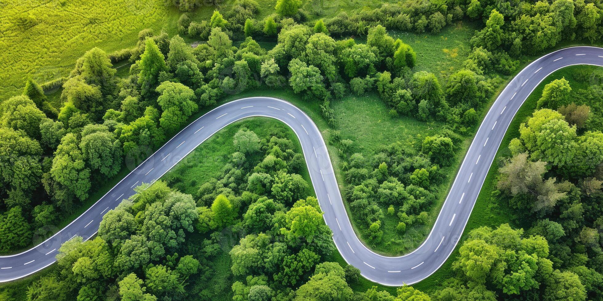 Road in the Forest photo