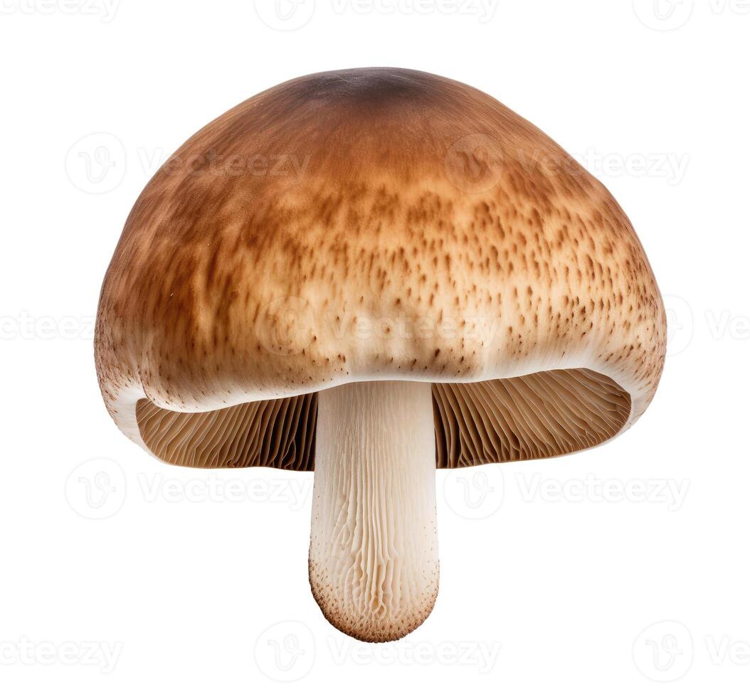 Mushroom, Isolated on White photo