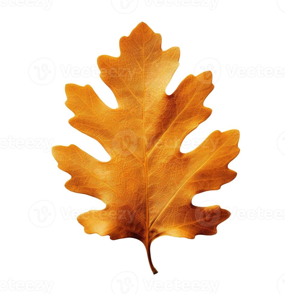 Autumn Oak Leaf, Isolated on White photo