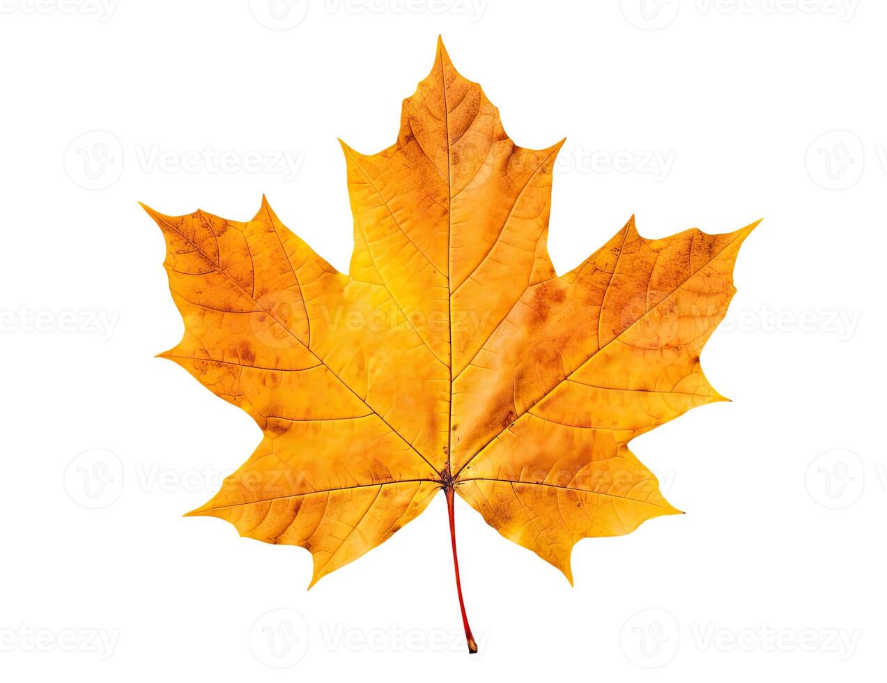 Autumn Maple Leaf photo