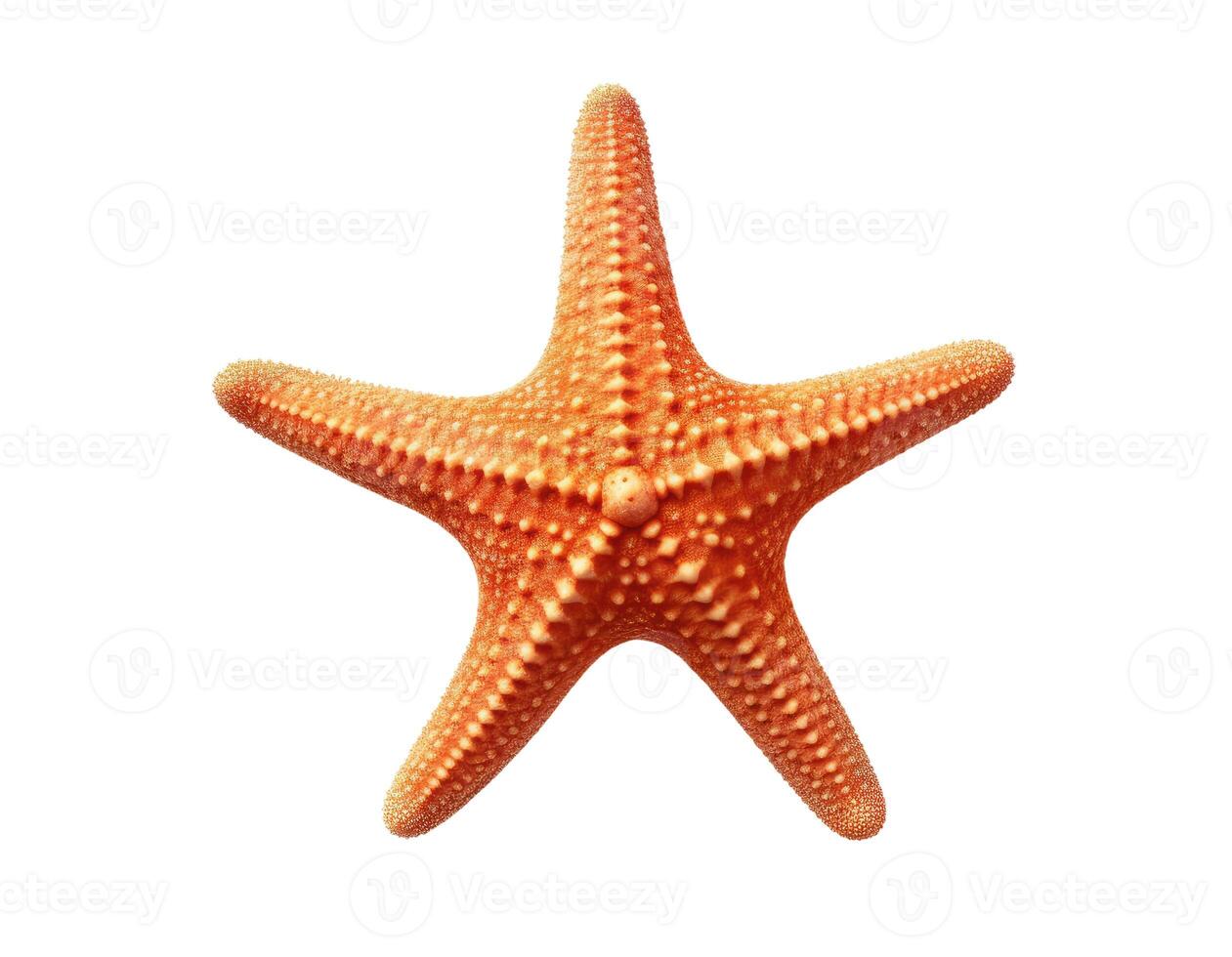 Starfish, Isolated on White photo