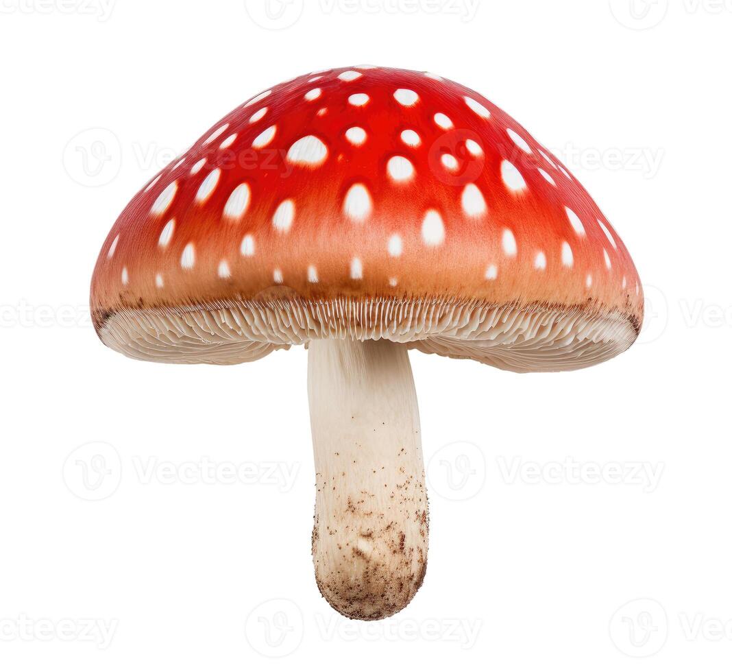 Fly Agaric, Isolated on White photo