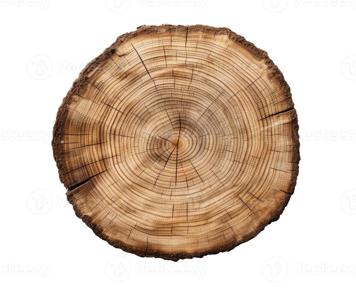 Cross Section of a Tree, photo