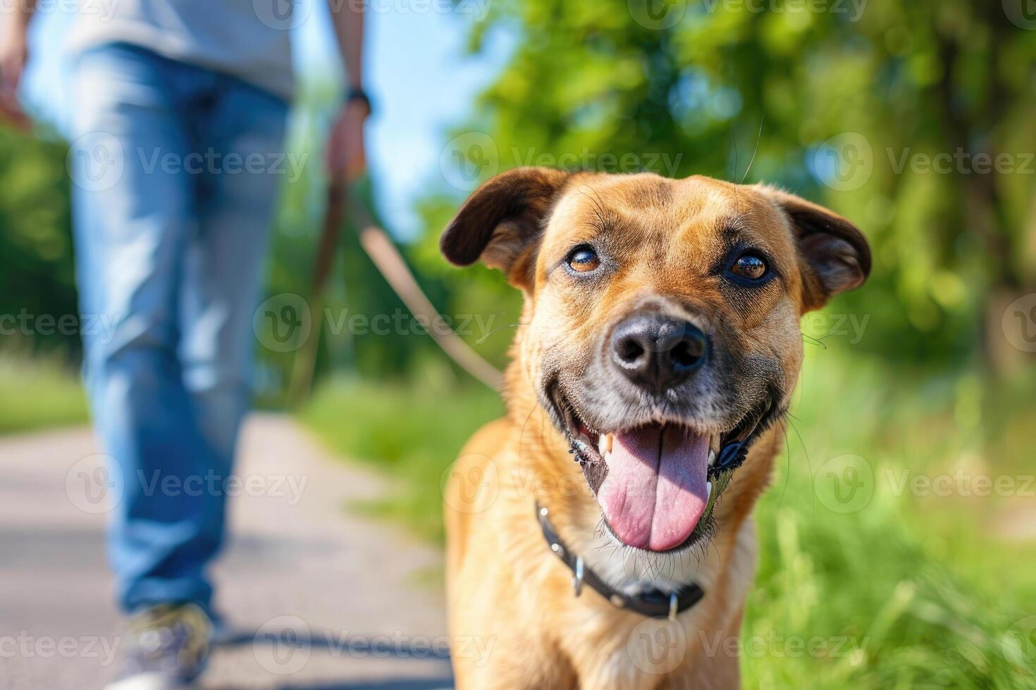 Man Walking a Dog photo