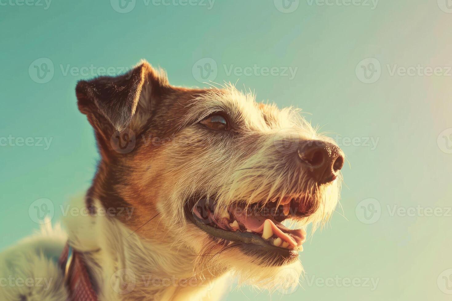 Jack Russell Terrier photo