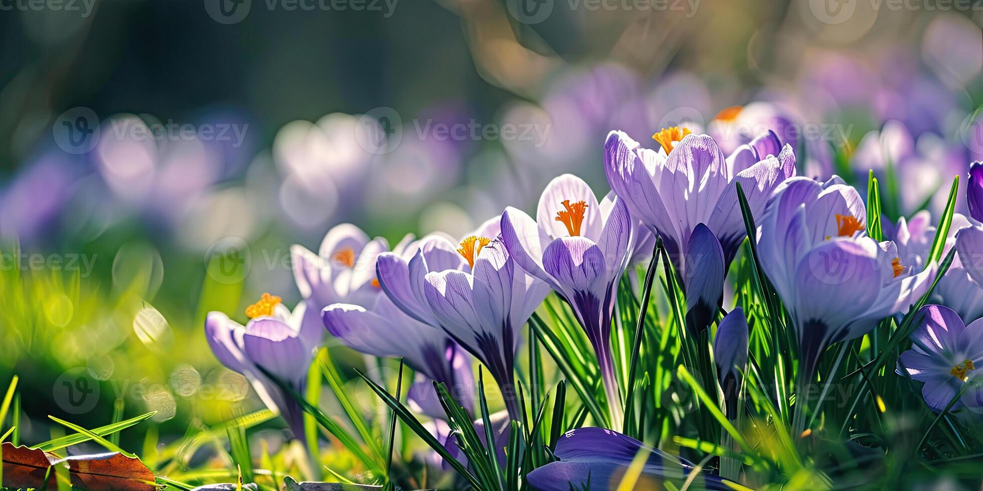 Spring Crocus Flowers photo