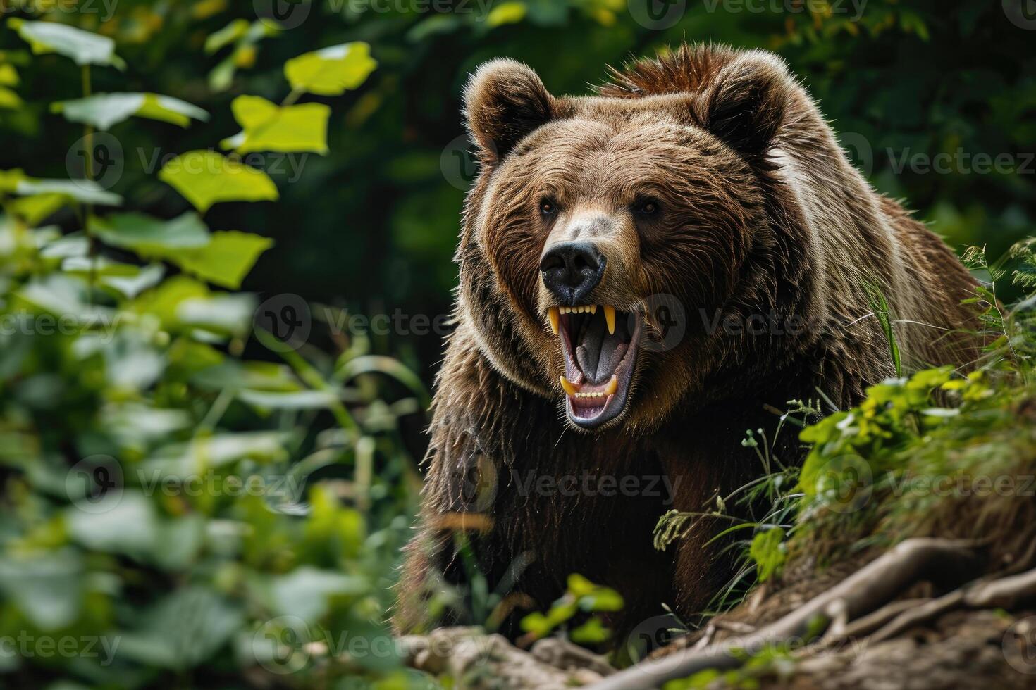 Angry Bear in a Forest photo