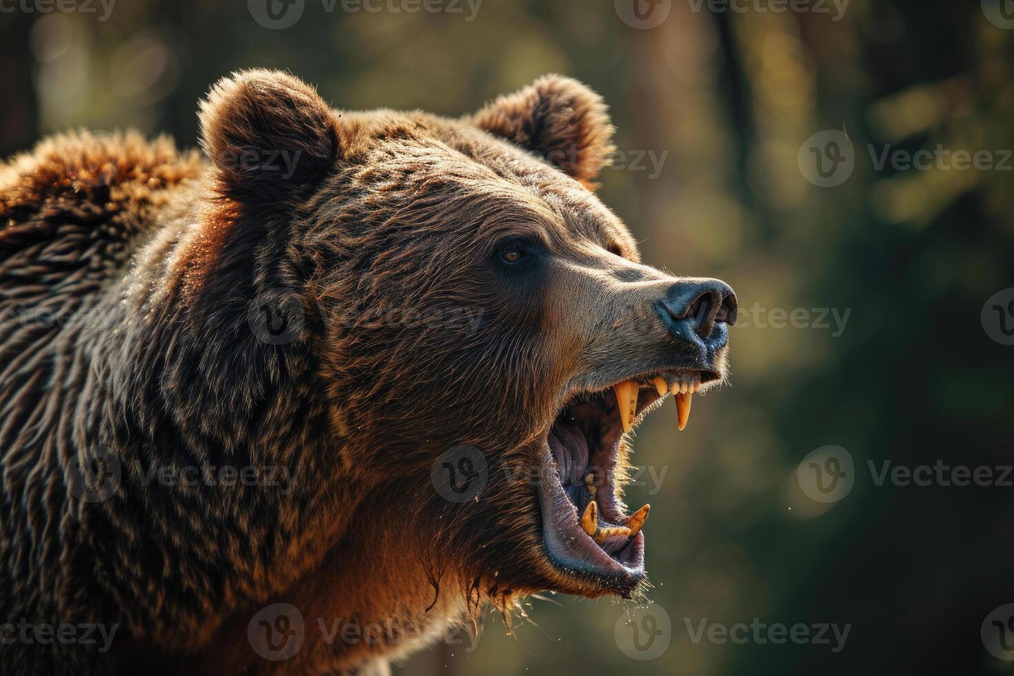 Roaring Angry Bear photo