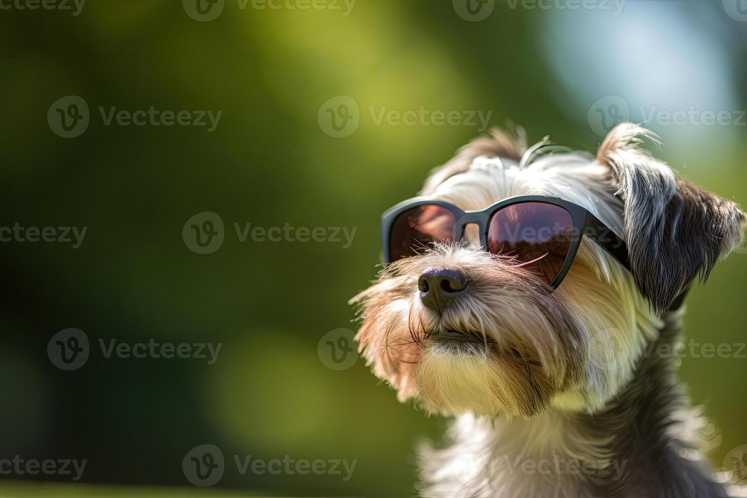 Terrier Wearing Glasses photo