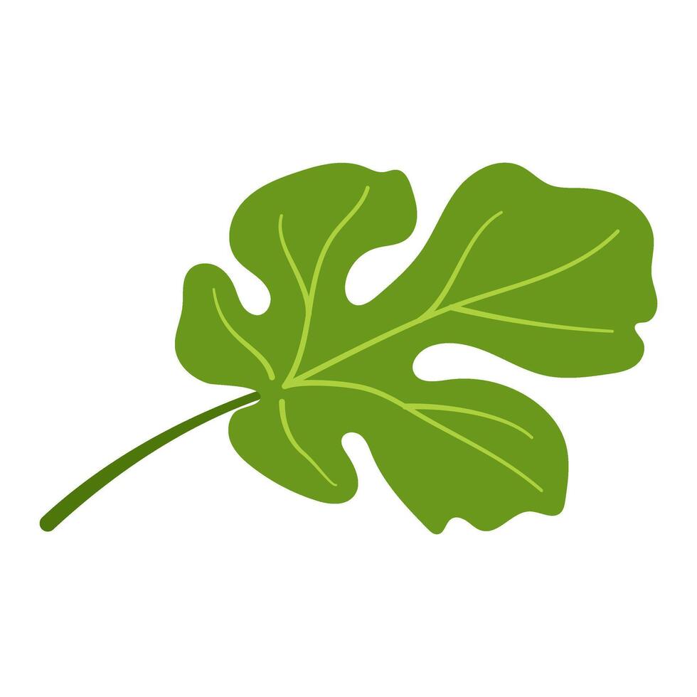 Watermelon green leaf. Hand drawn Trendy flat style isolated botanical illustration clipart. vector
