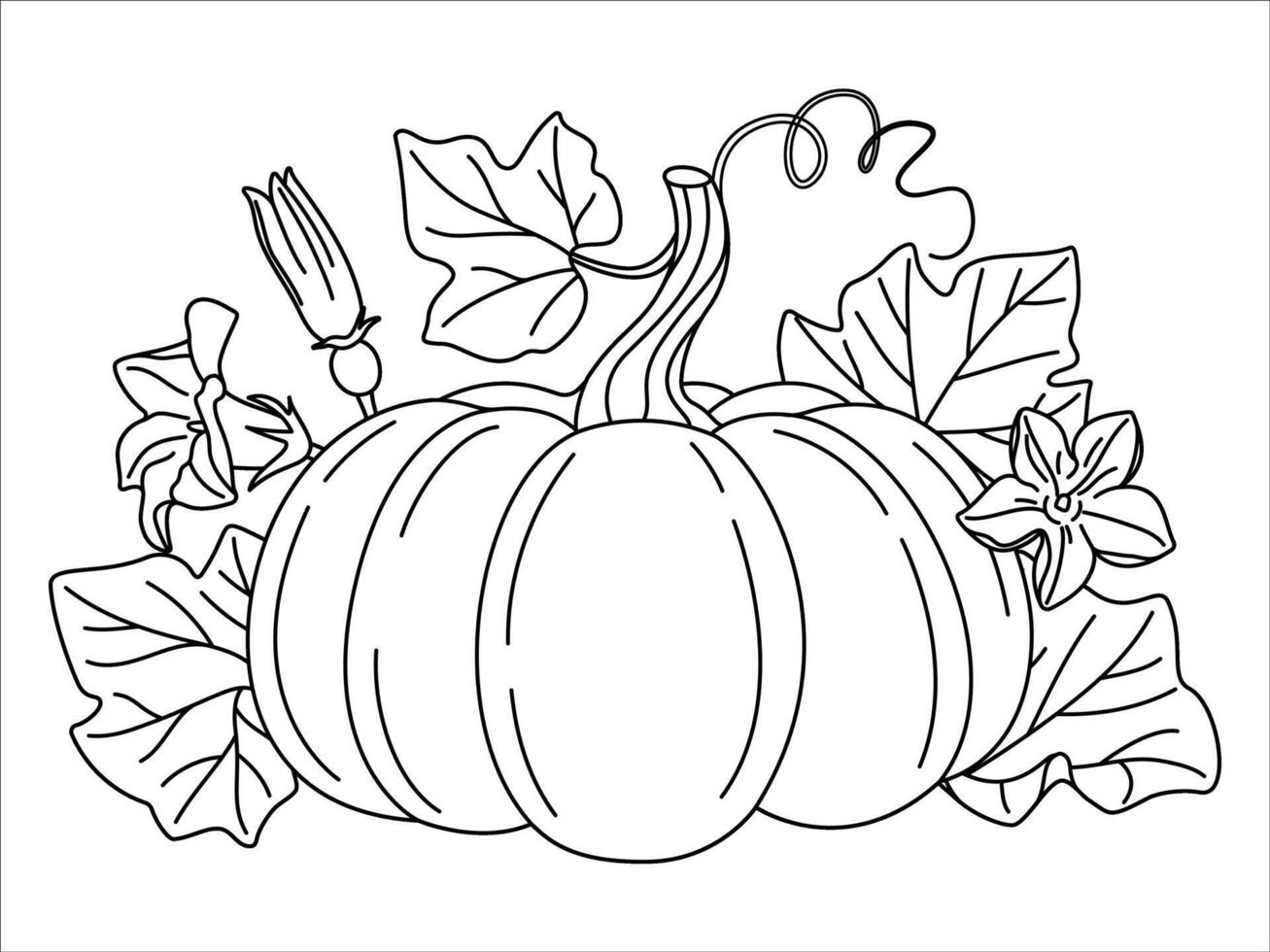 Pumpkin with vines and leaves coloring page. Fall floral arrangement with pumpkin, flower, and leaves. Hand drawn doodle style Isolated. line art Seasonal harvest Cucurbita plant illustration vector
