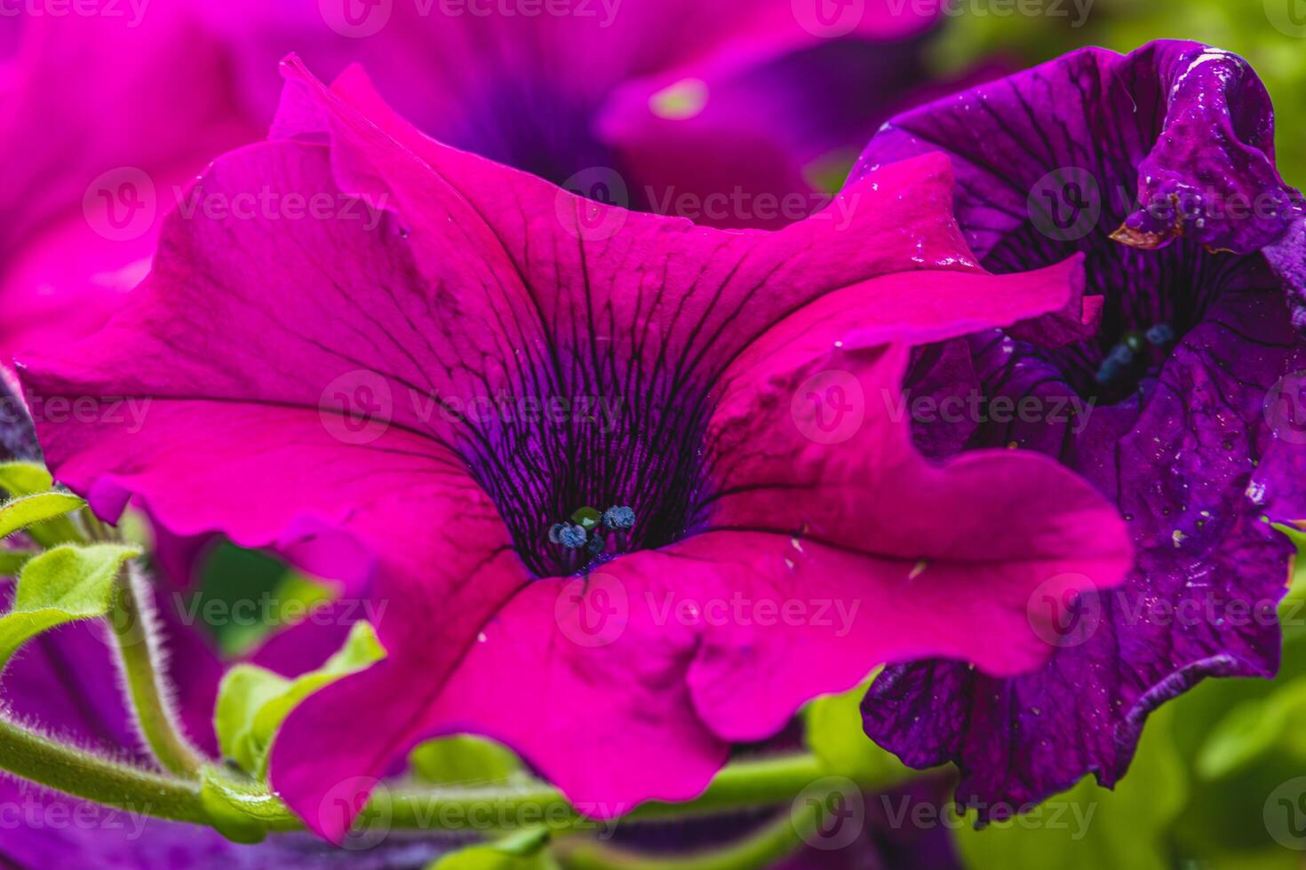 colorful petunia flowers in a garden on a green background photo