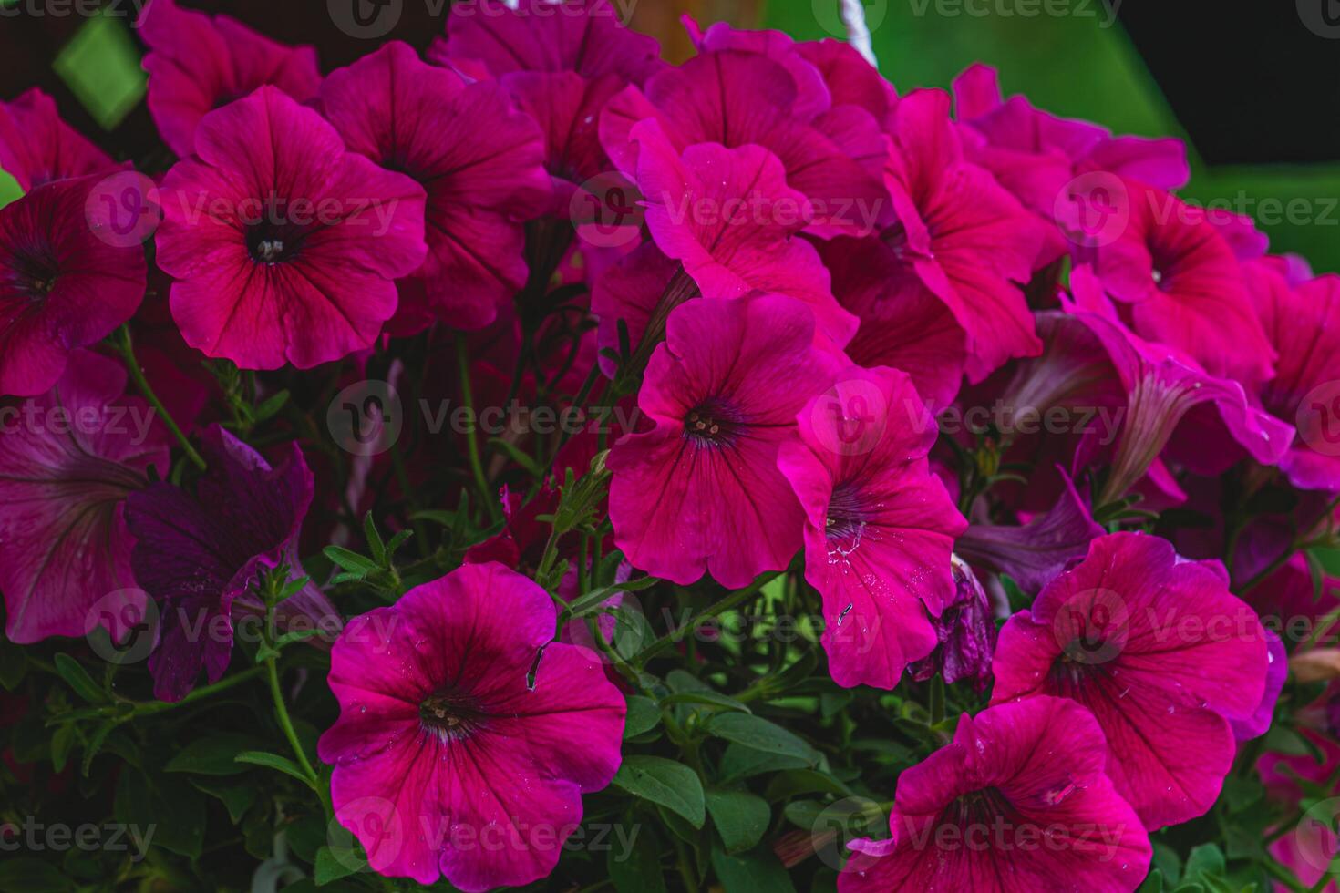 colorful petunia flowers in a garden on a green background photo