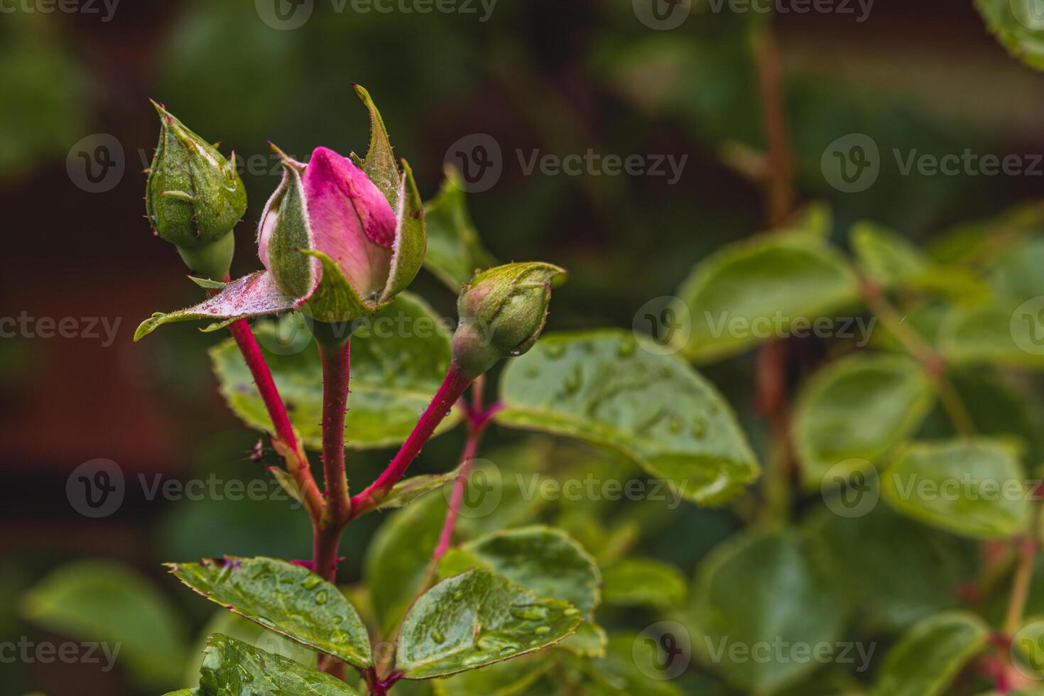 Pink rose bud with dew drops early morning in the garden photo