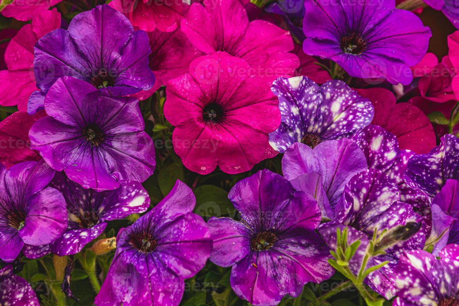 colorful petunia flowers in a garden on a green background photo