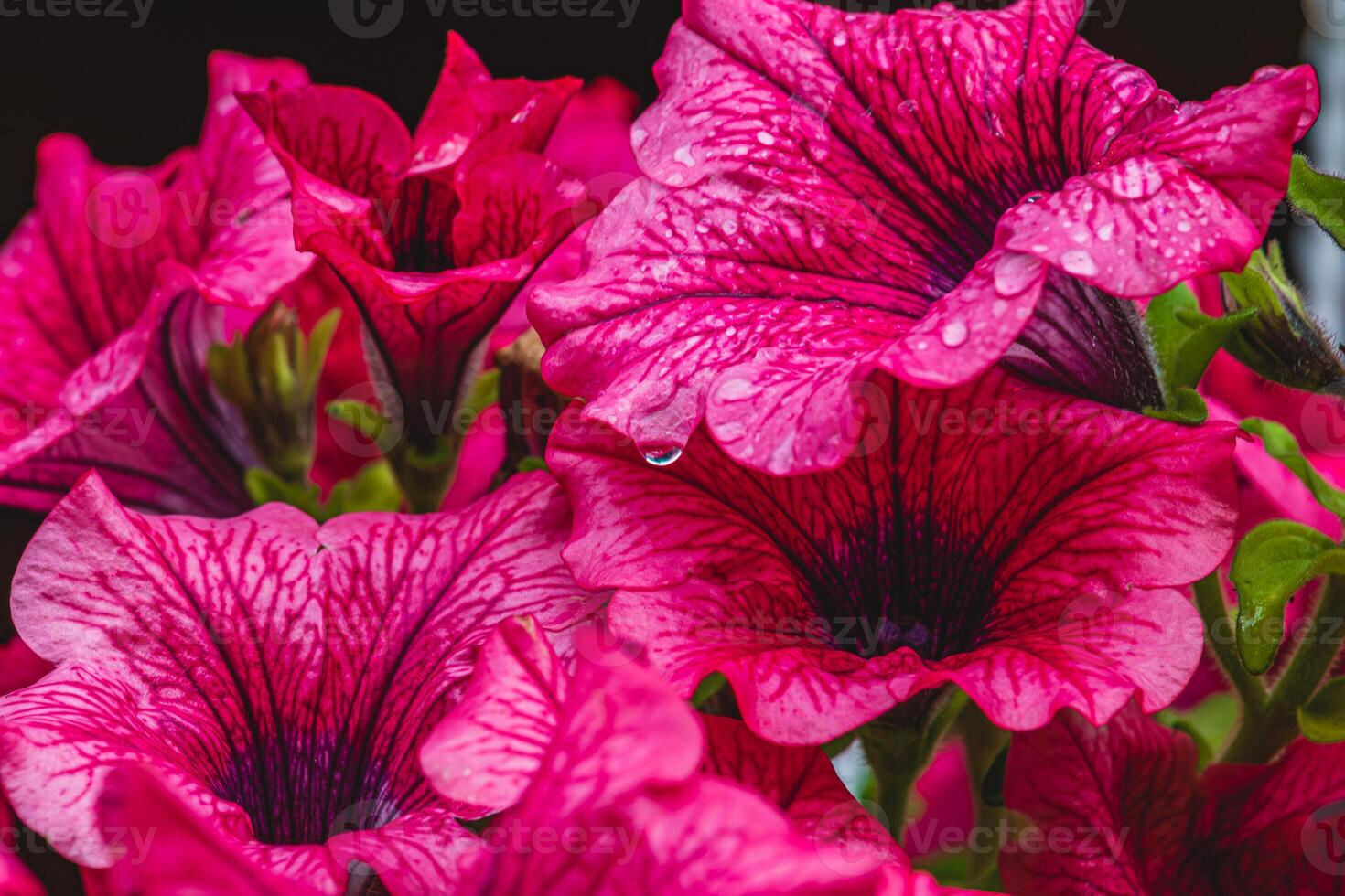 colorful petunia flowers in a garden on a green background photo