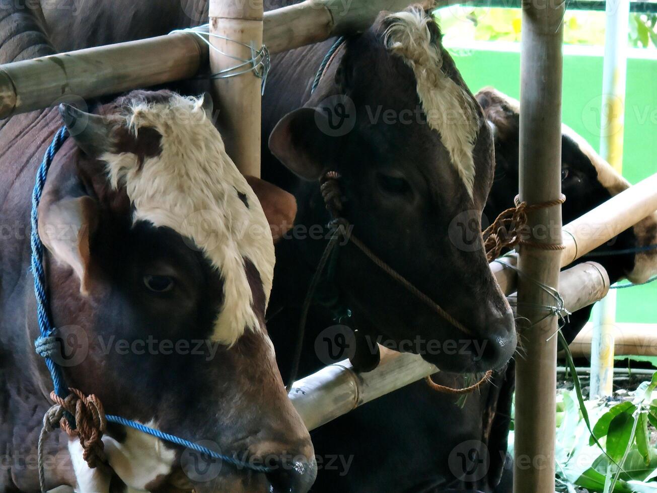 cow in the cage. farm animal sign and symbol. photo