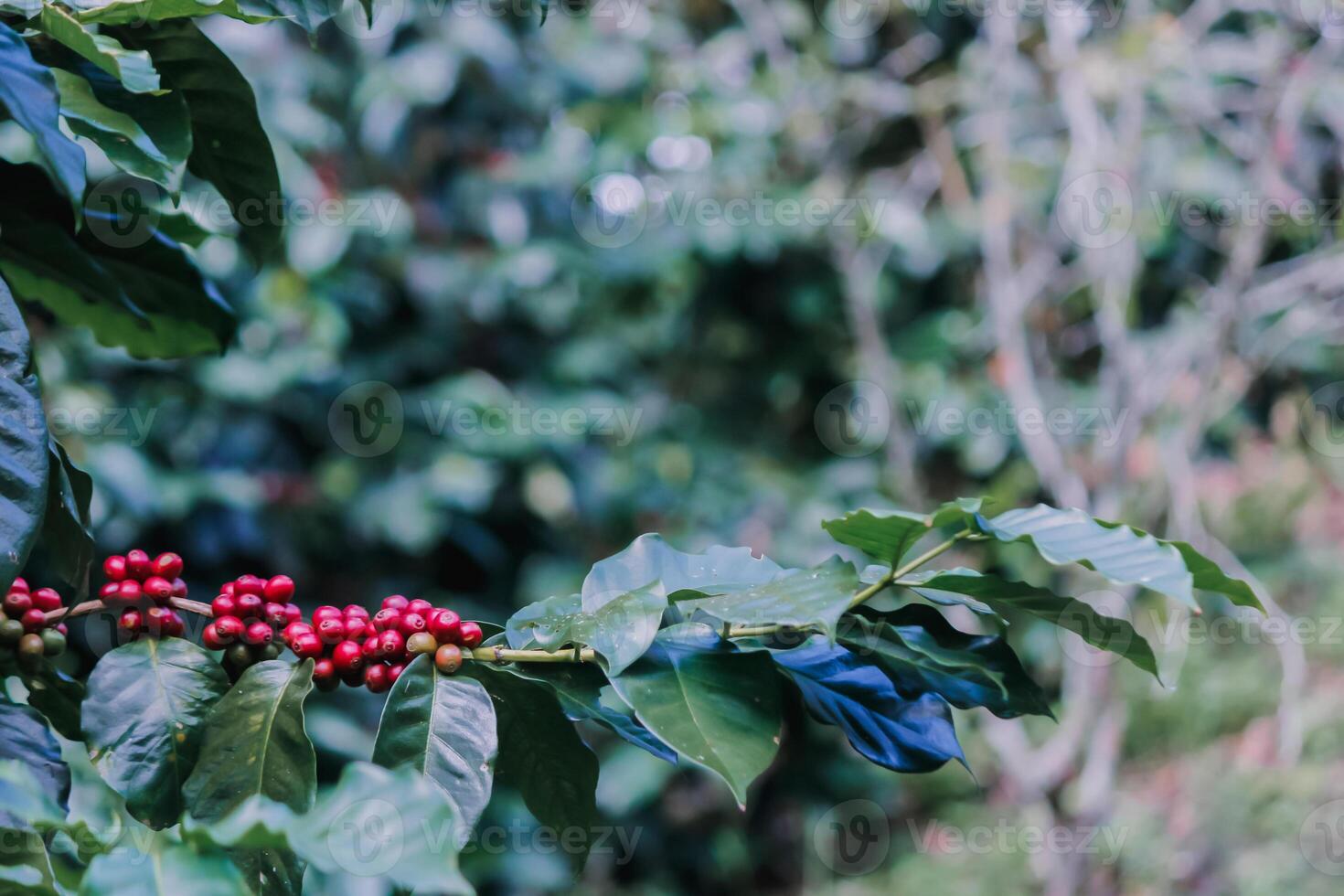 The coffee trees at the research center are producing a large amount of coffee beans after research into coffee beans that are suitable for the climate and can be grown to produce excellent yields. photo