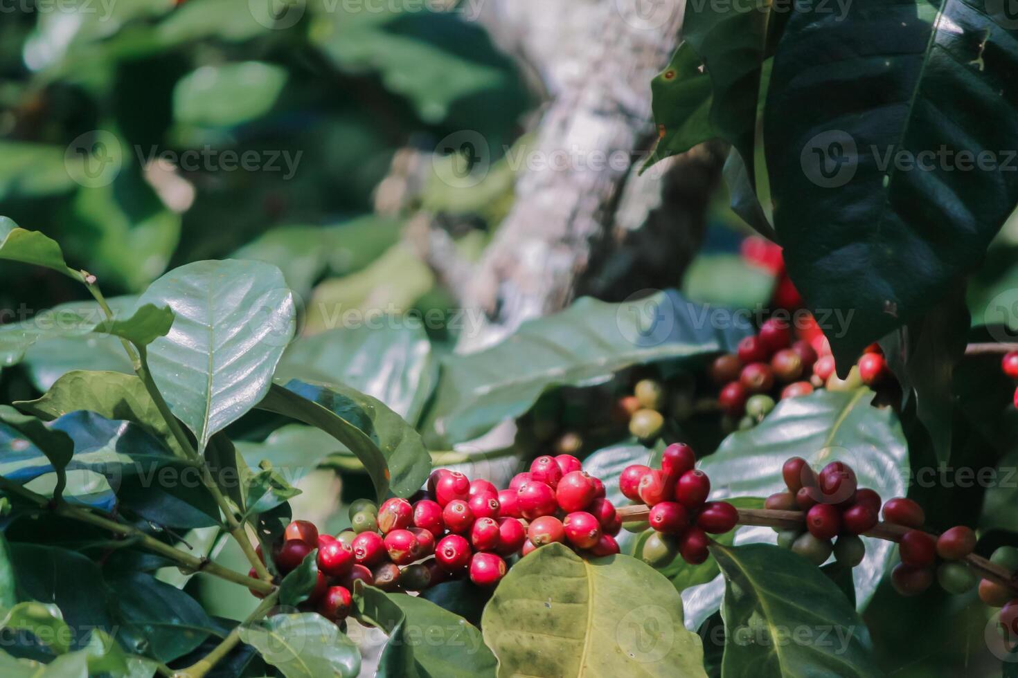 The coffee trees at the research center are producing a large amount of coffee beans after research into coffee beans that are suitable for the climate and can be grown to produce excellent yields. photo