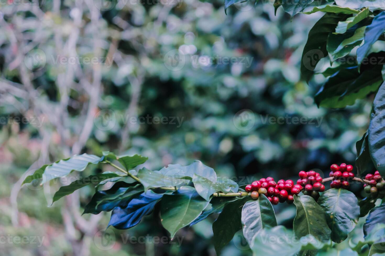 The coffee trees at the research center are producing a large amount of coffee beans after research into coffee beans that are suitable for the climate and can be grown to produce excellent yields. photo