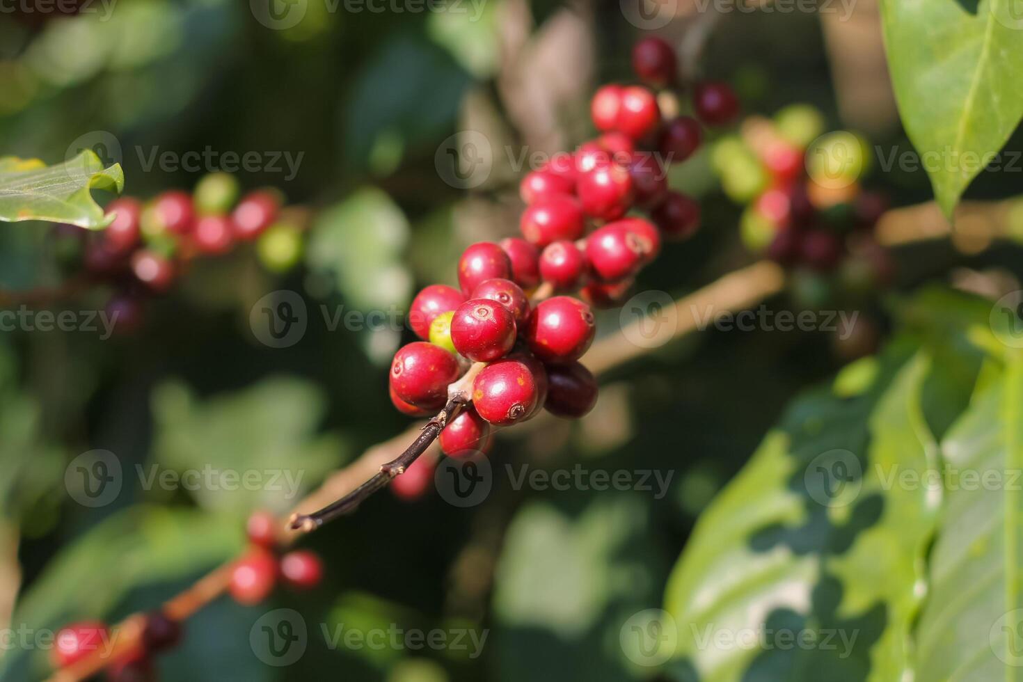 The coffee trees at the research center are producing a large amount of coffee beans after research into coffee beans that are suitable for the climate and can be grown to produce excellent yields. photo
