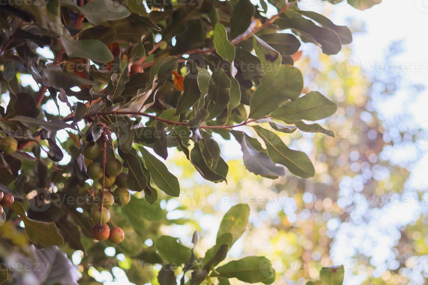 Fruiting macadamia trees are encouraged be cultivated in order supply large quantities markets that demand large quantities macadamias. Background of macadamia trees bearing fruit and with Copy Space photo