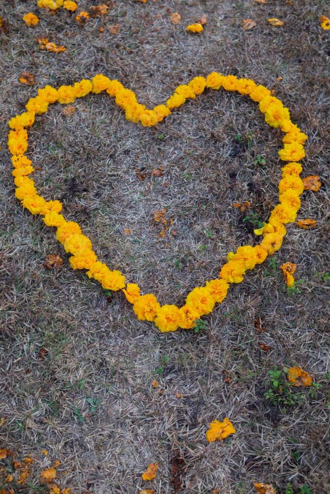 The bright yellow flowers in the background are arranged in a heart shape on the grass and the heart shape means I love you and is also a symbol of love and friendship for one another. Copy Space photo